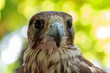 Close-up portrait of falcon in Dubai, UAE.