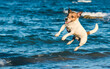 Happy family pet dog playing and jumping on beach on hot summer day