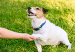 How to teach a dog to shake hands. Smart doggy gives paw to a person