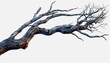 © Ahmad - birch tree branch with dry eaves, png file of isolated cutout object on transparent background.