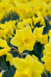 field yellow daffodil Exception