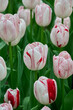 tulip One Direction, white with red stripes, green leaves