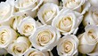 © Lied - Lot of white roses background, macro close-up view