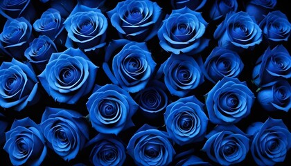 Poster - Silk beautiful blue fresch roses multitude macro