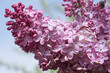 Large lilac bush in spring. Bright flowers of spring lilac bush. Spring lilac flowers close-up. Sprig of beautiful varietal blooming flower. Syringa vulgaris. First flowers. Postcard background