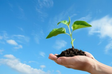 A hand holding a plant in a pot. The plant is green and he is a seedling. The sky is blue and clear