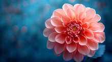 Close Up Of Pink Dahlia Flower On Blue