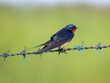 Barn swallow perched on a barbed wire fence during early morning