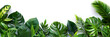 Tropical leaves banner isolated on white background, perfect for summer vacation and tropical-themed events