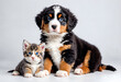 Cute little dog bernese and kitten