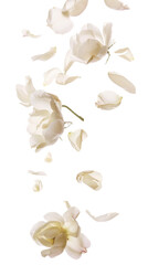Naklejka na meble Falling Jasmine Flowers - Isolated on White Transparent Background, PNG
