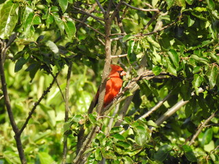 Wall Mural - A male, northern cardinal, perched in a persimmon tree at the Bombay Hook National Wildlife Refuge, Kent County, Delaware.