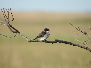 Wall Mural - Eastern kingbird perched on a branch at the Bombay Hook National Wildlife Refuge, Kent County, Delaware. 