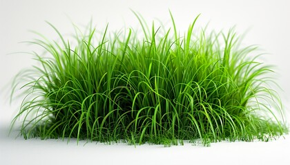 Poster - tussock of grass 