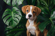 Young dog puppy sitting between tropical Monstera houseplant