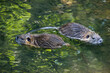 Two baby cubs nutria in Ricansky brook in Uhrineves, Prague in Czech republic