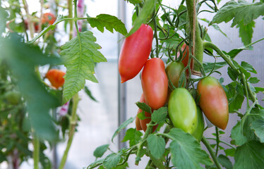 Wall Mural - Bottle tomatoes grow in the home garden .