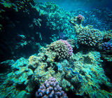 Fototapeta Do akwarium - Underwater view of the coral reef with hard corals and tropical fish
