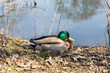 Male wild duck drake sitting by lake or pond on sunny day.