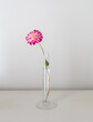 Vertical closeup view of single pink and white dahlia flowr in glass vase on table against white background (selective focus)