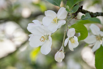 Wall Mural - White apple blossom on tree.