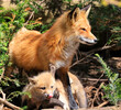 Portrait of mother red fox and her baby in the forest, Portrait of mother red fox and her baby in the forest, Canada