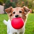 petit chien mignon avec un grosse balle rouge dans la gueule jouant en ia