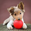 petit chien bébé jouant avec une balle, chiot en ia