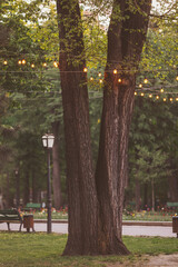 Wall Mural - string lights hanging from trees in a garden, creating a festive atmosphere. a garland of light bulbs glowing with warm light stretched on the branches of trees at the evening celebration. party decor