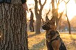 An attentive German Shepherd in harness sits alert on a sunlit path with its owner, showcasing the loyalty and intelligence of the breed