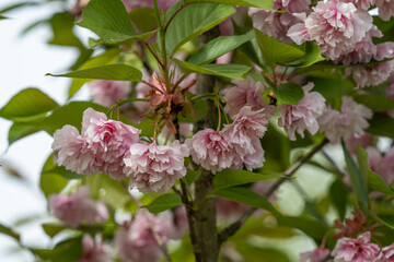 Sticker - Pink ornamental cherry blossom and green leaves.