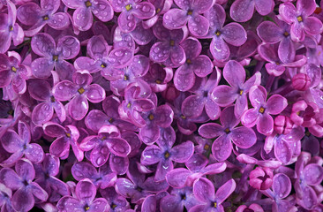 Wall Mural - purple lilac flowers in drops of water texture background. top view