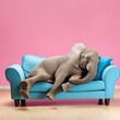 petit éléphant endormi dans un canapé bleu dans un salon rose. en ia