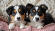 two affectionate puppies snuggled in blanket for cozy pet companionship theme