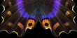 Bright colorful wings of tropical butterfly on black. Papilio maackii. Colorful exotic swallowtail butterfly wings
