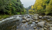 Small Rapids In The The Mangawhero River In The Countryside. The Trees Are Autumn Yellow. A Bridge Is Crossing The River.  Kakatahi, Whanganui, Manawatū-Whanganui, New Zealand.