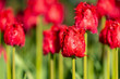 Selective focus of red blood Barbados tulip flowers, Tulips are plants of the genus Tulipa, Spring-blooming perennial herbaceous bulbiferous geophytes, Nature background, Tulip festival in Netherlands