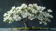 Botanical Beauty: Cornus Florida Tree in 3D Isolation