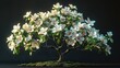 Enigmatic Silhouette: Cornus Florida Tree in 3D Rendering