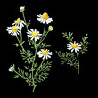 Chamomile drawing. Camomile flower bouquet isolated on a black background. Botanical sketch of medical herb for label, herbal tisane tea packaging, poster. Hand drawn illustration