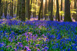 Beautiful spring sunrise in a woodland forest with Bluebell carpet
