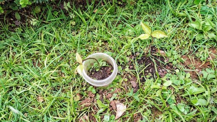 Plant in the vegetable garden 