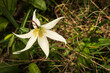 Overhead View of Blossoming Fawn lily