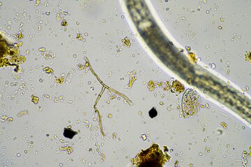 Wall Mural - microorganisms and soil biology, with nematodes and fungi under the microscope. in a soil and compost sample