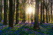 Bluebells in the woods. Springtime in UK