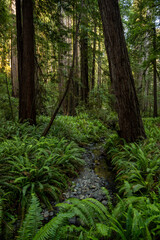 Wall Mural - Shallow Creek Flows Over Rocks Between Redwood Trees