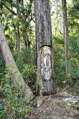 Wall Mural - Mount Alum bush walk at Bulahdelah