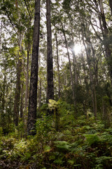 Wall Mural - Mount Alum bush walk at Bulahdelah