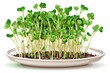 Growing microgreens on a white background. A healthy and wholesome food icon. Websites, print, textiles, packaging