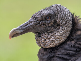 Wall Mural - Close Up of the Head of an American Black Vulture Against a Green Background